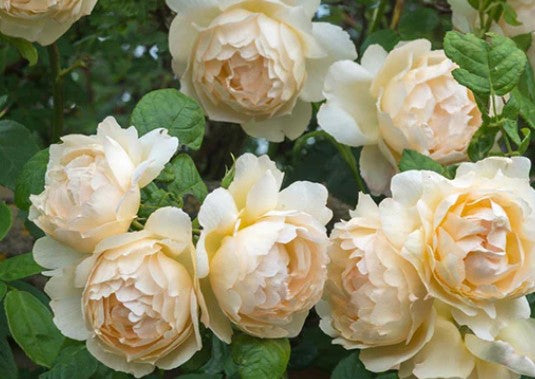 Heirloom Roses
