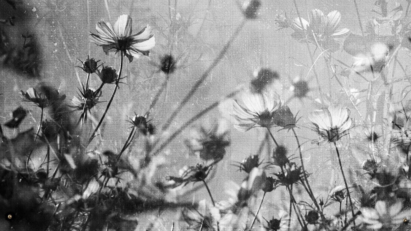 Botanical Artwork