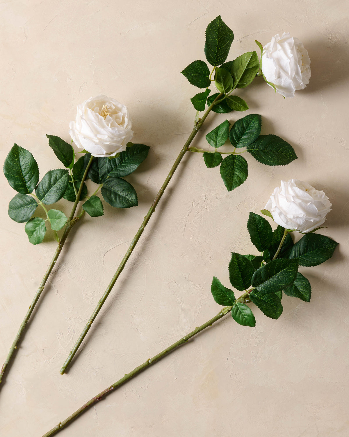 three Austin Rose Stem in white laying flat on surface