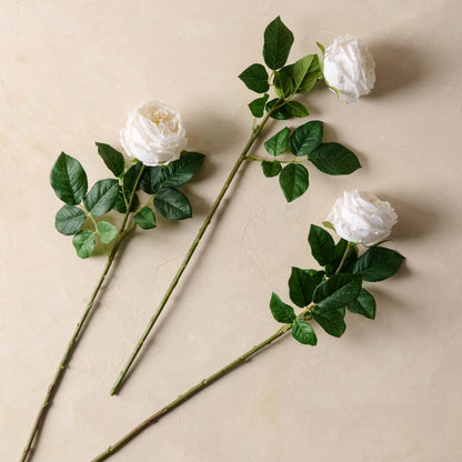 Austin Rose Stem in white