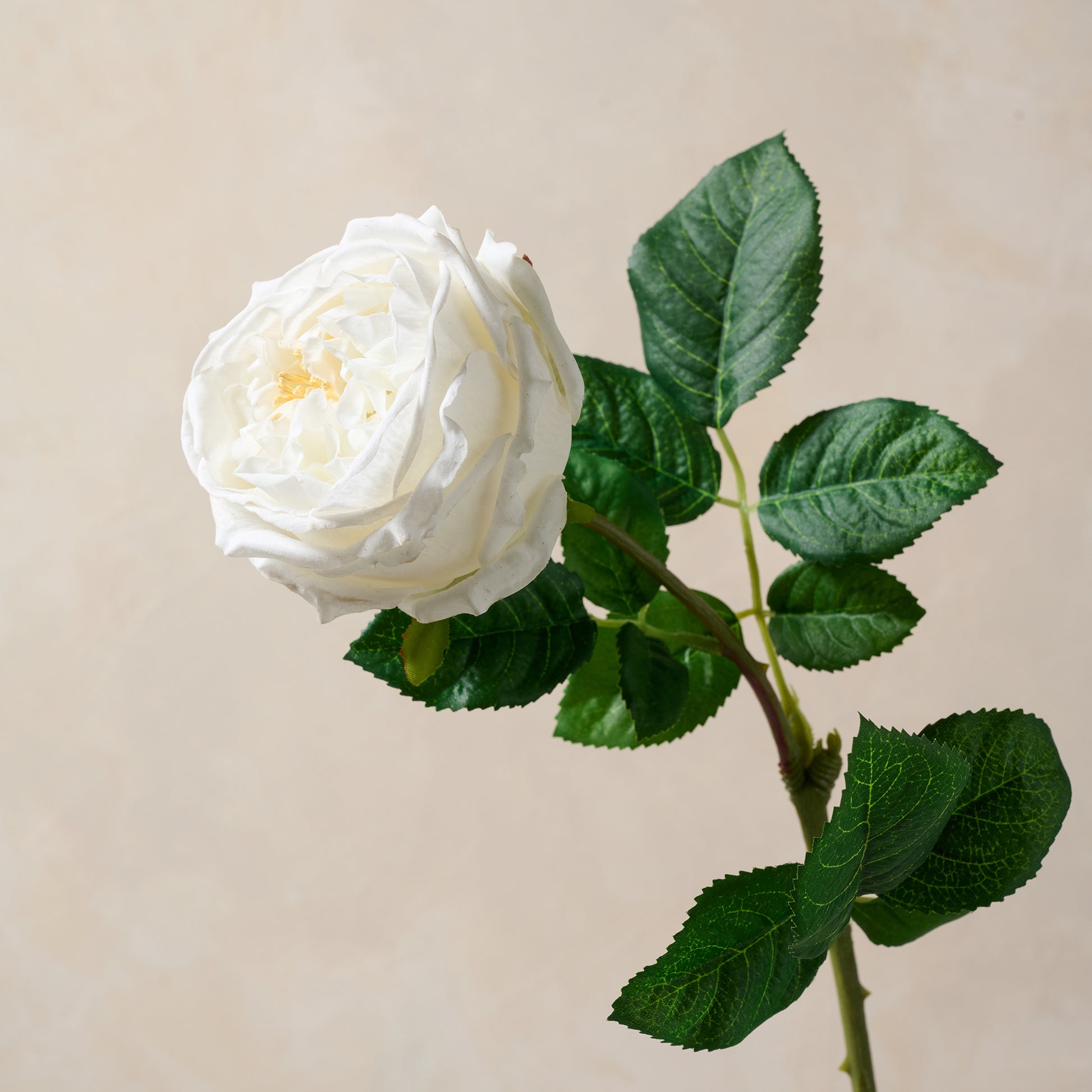 Austin Rose Stem in white