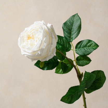 Austin Rose Stem in white