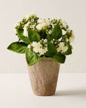 Potted Bouvardia Flower