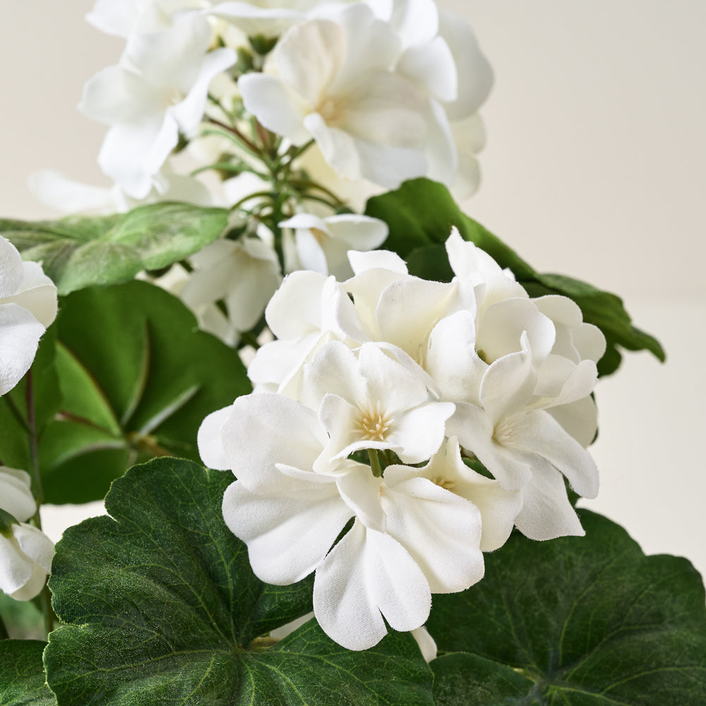 Potted White Geranium Flower up close