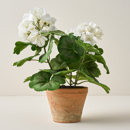 Potted White Geranium Flower