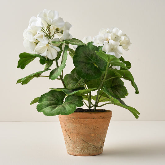 Potted White Geranium Flower