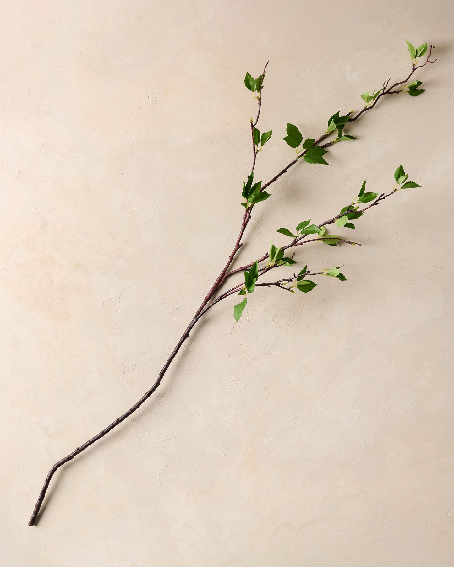 Magnolia Green Leaf Branch