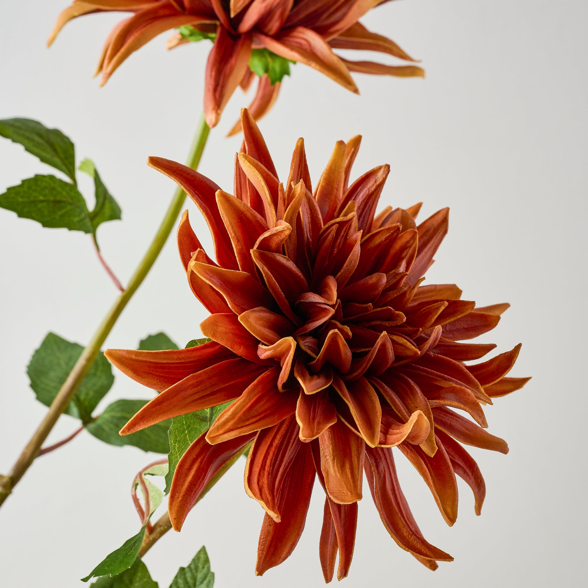 Brown Autumnal Dahlia up close
