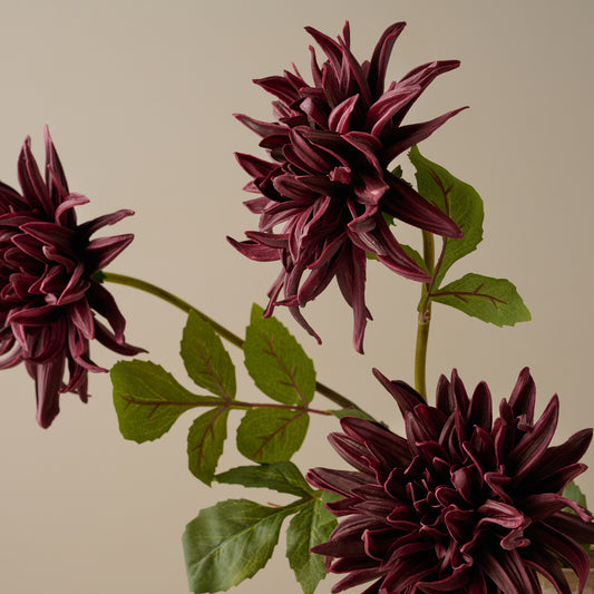 burgundy Autumnal Dahlia up close