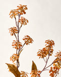 Elderberry Stem Orange close up