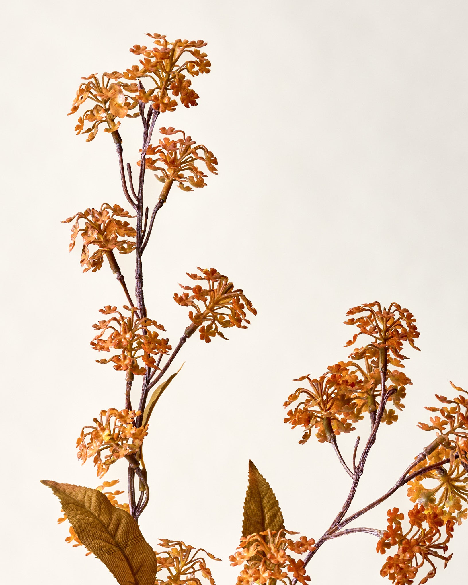 Elderberry Stem Orange close up