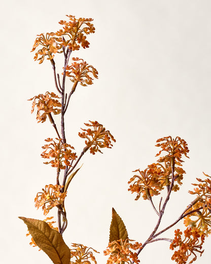 Elderberry Stem Orange close up