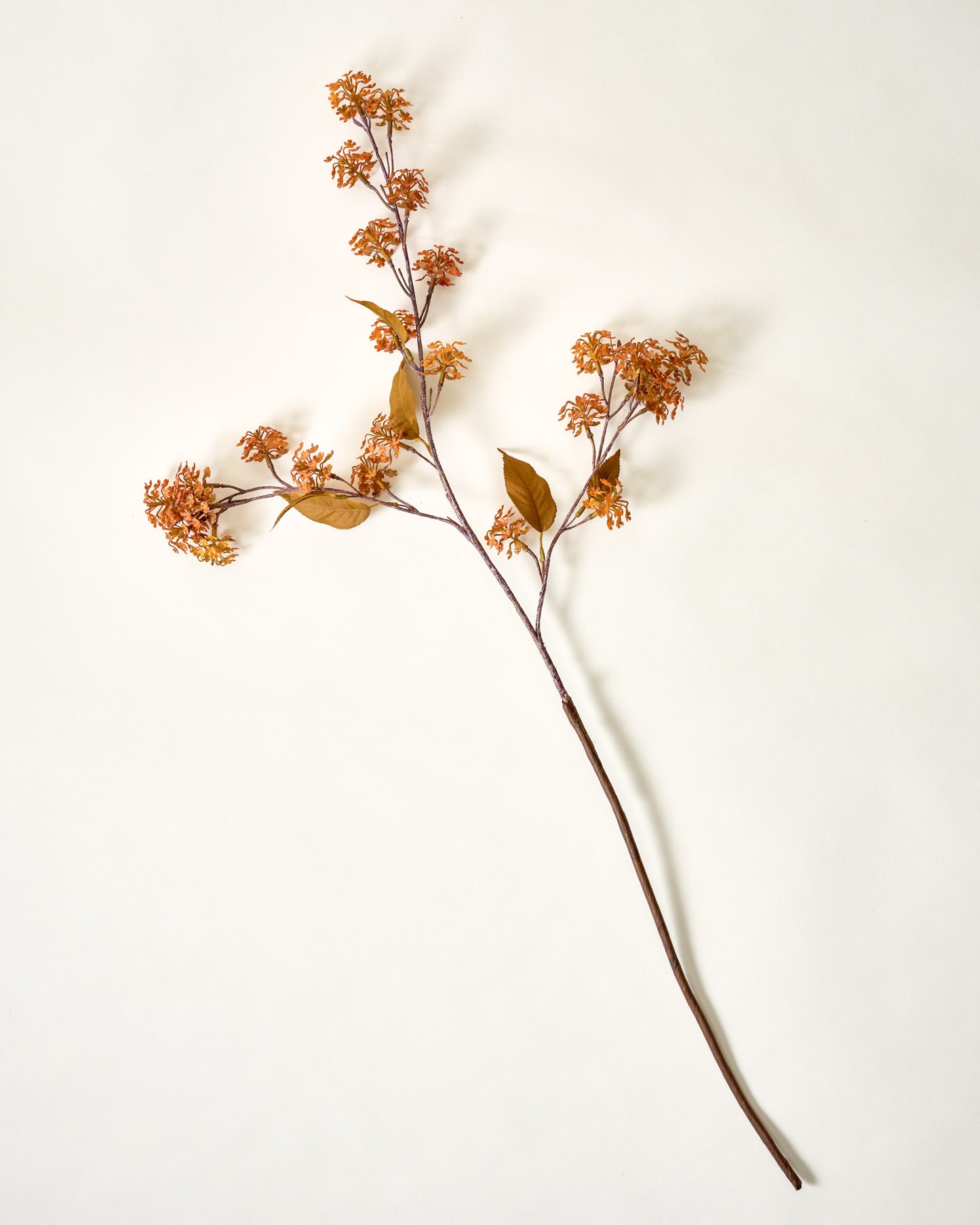 Elderberry Stem Orange