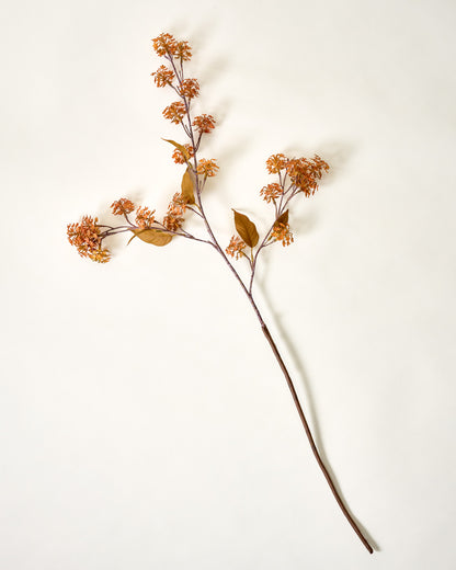 Elderberry Stem Orange