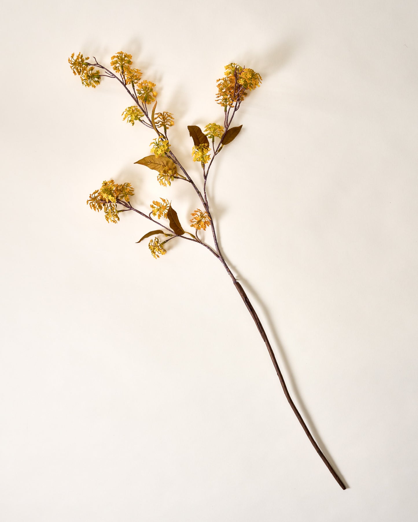 Elderberry Stem Yellow