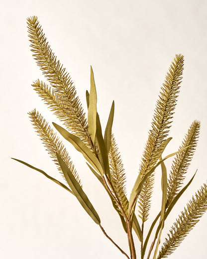 Green Foxtail Wheat close up