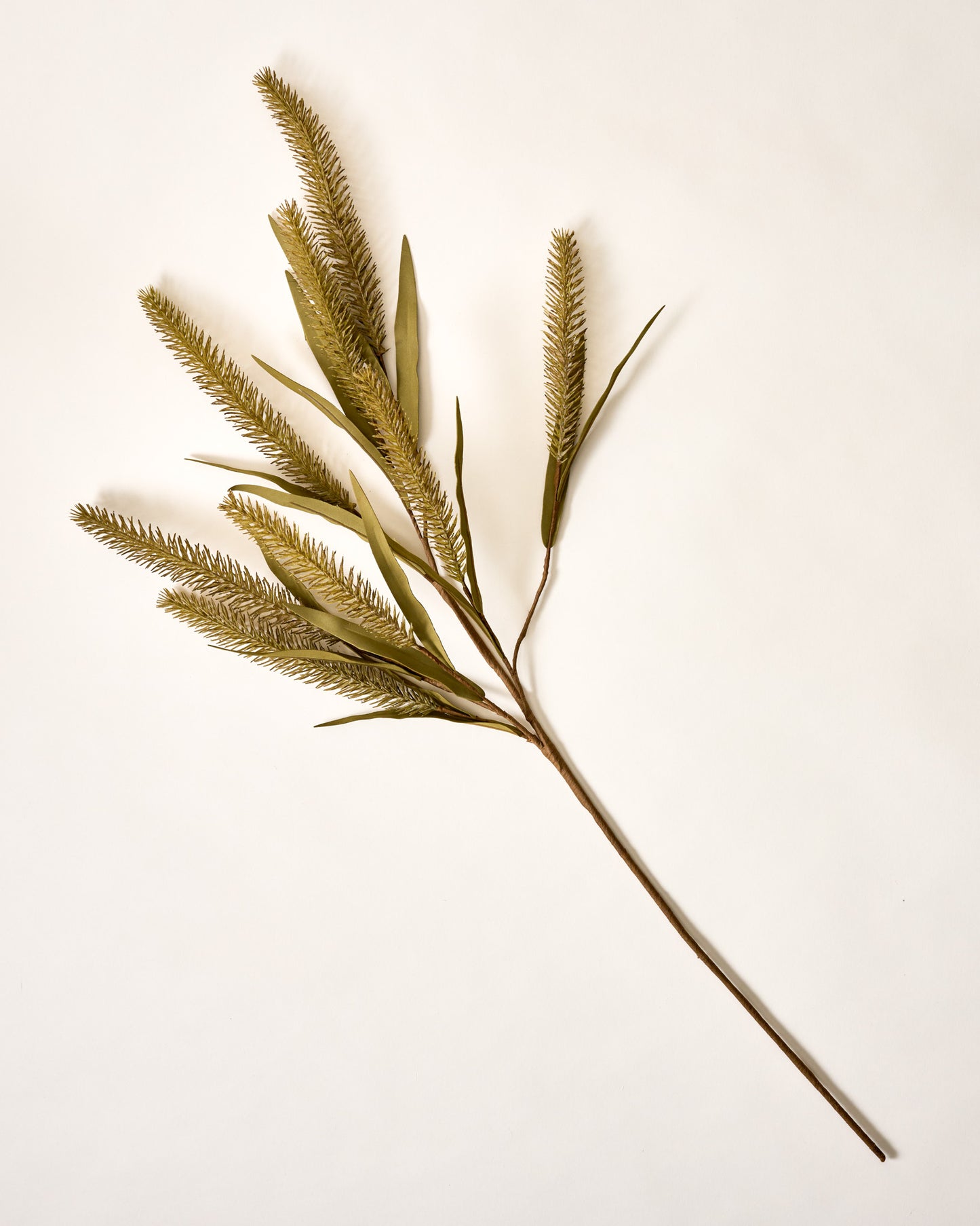 Green Foxtail Wheat