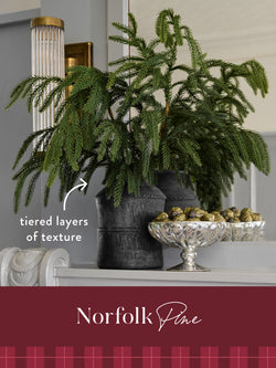 Norfolk Pine Collection