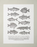Guide to Freshwater Fish Art Print