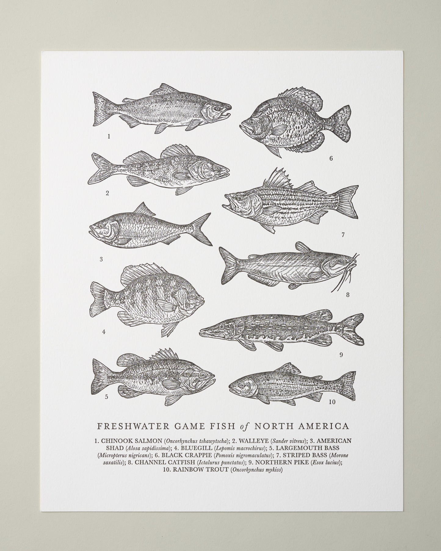 Guide to Freshwater Fish Art Print