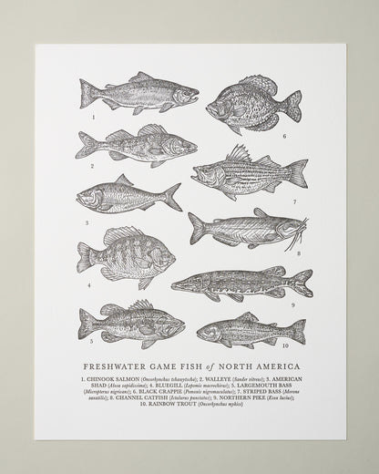 Guide to Freshwater Fish Art Print