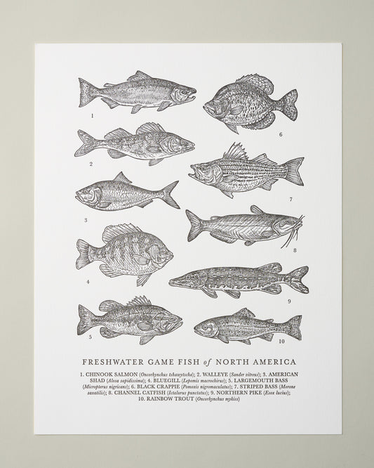 Guide to Freshwater Fish Art Print