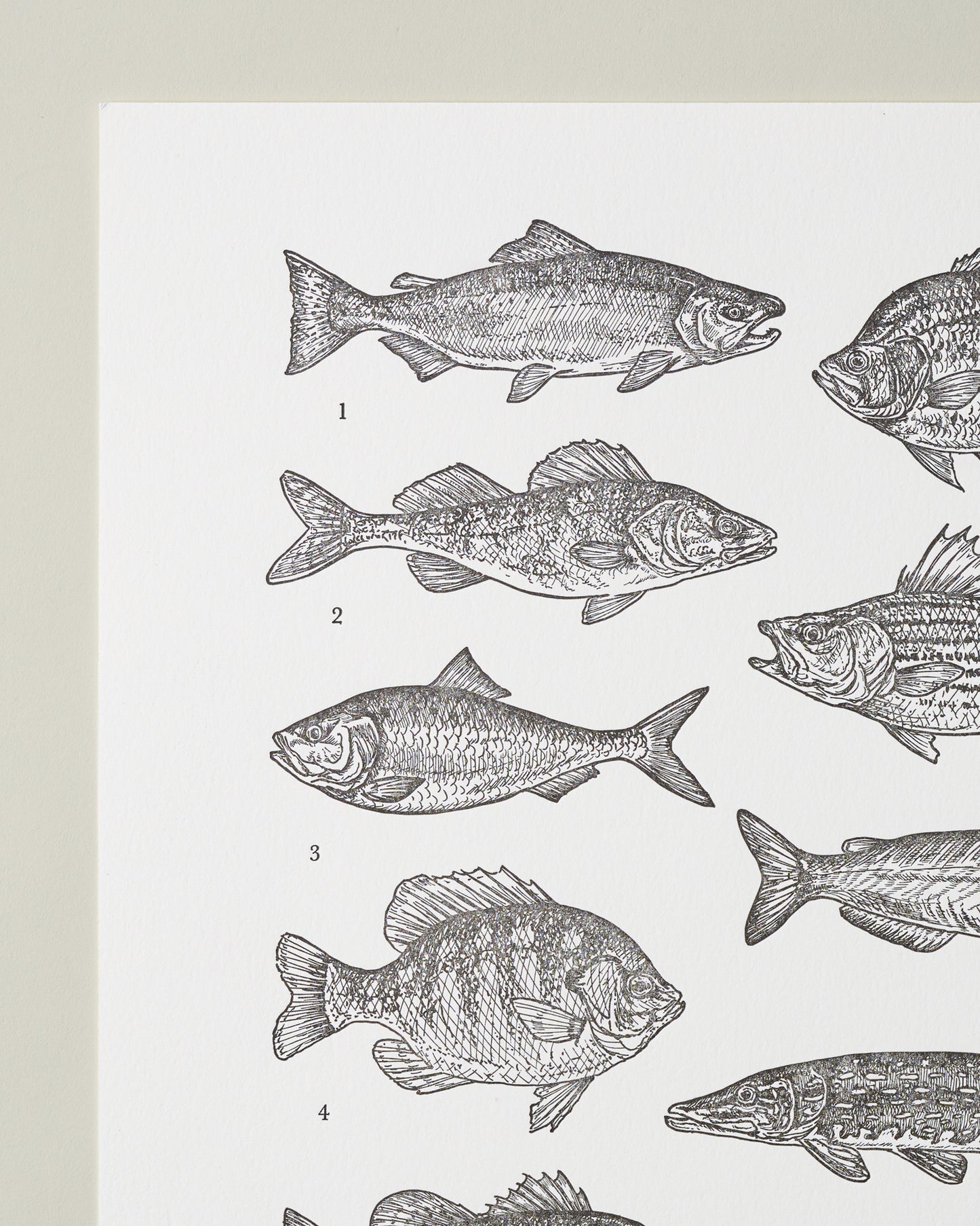 Guide to Freshwater Fish Art Print