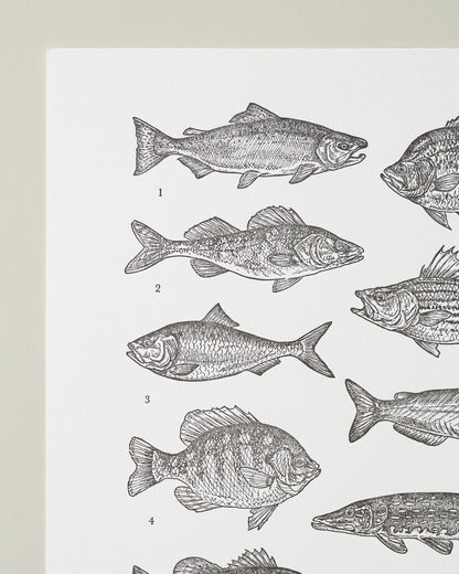 Guide to Freshwater Fish Art Print