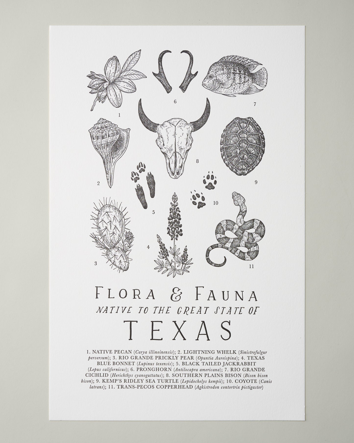 Texas Field Guide Print