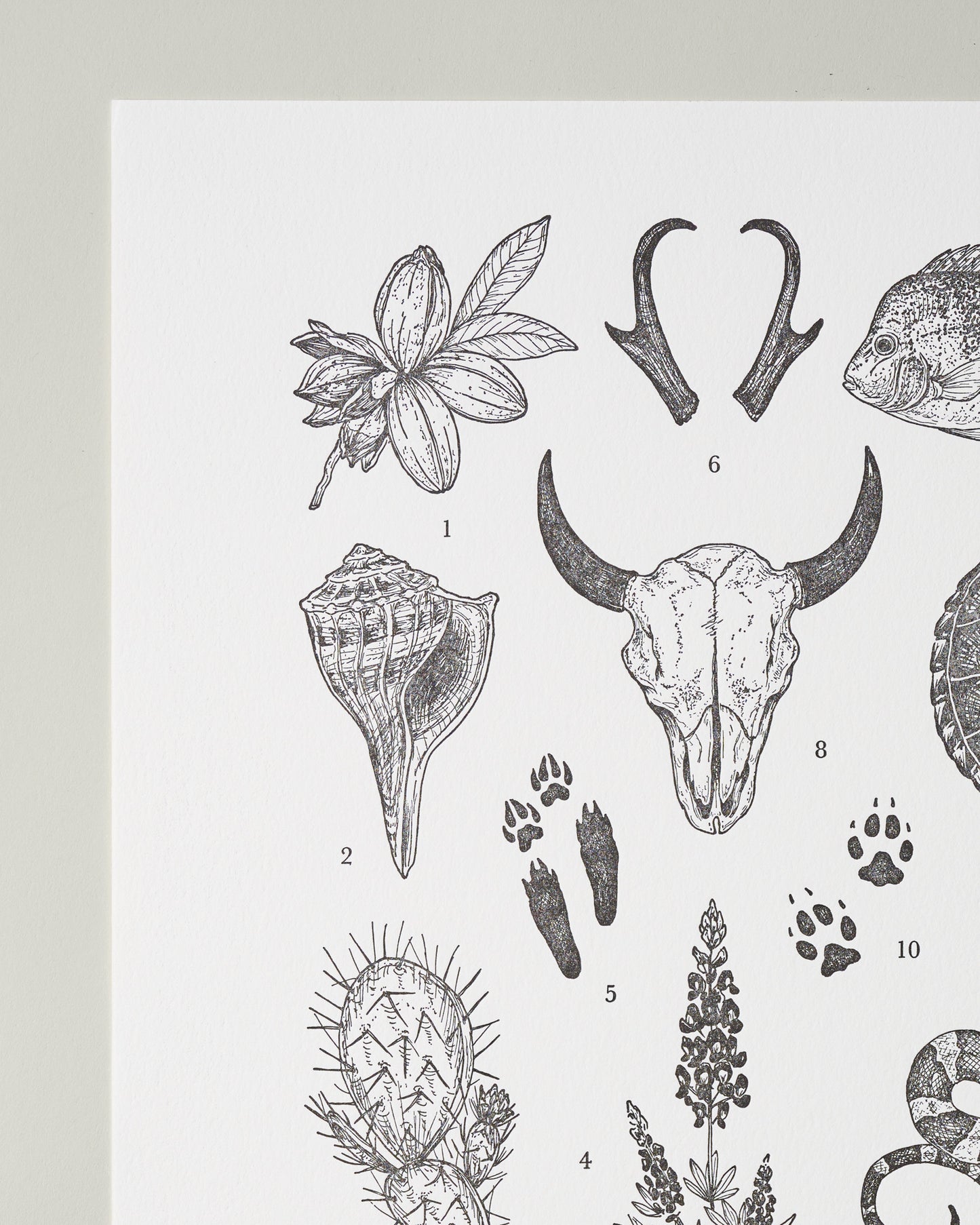 Texas Field Guide Print