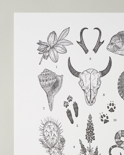 Texas Field Guide Print