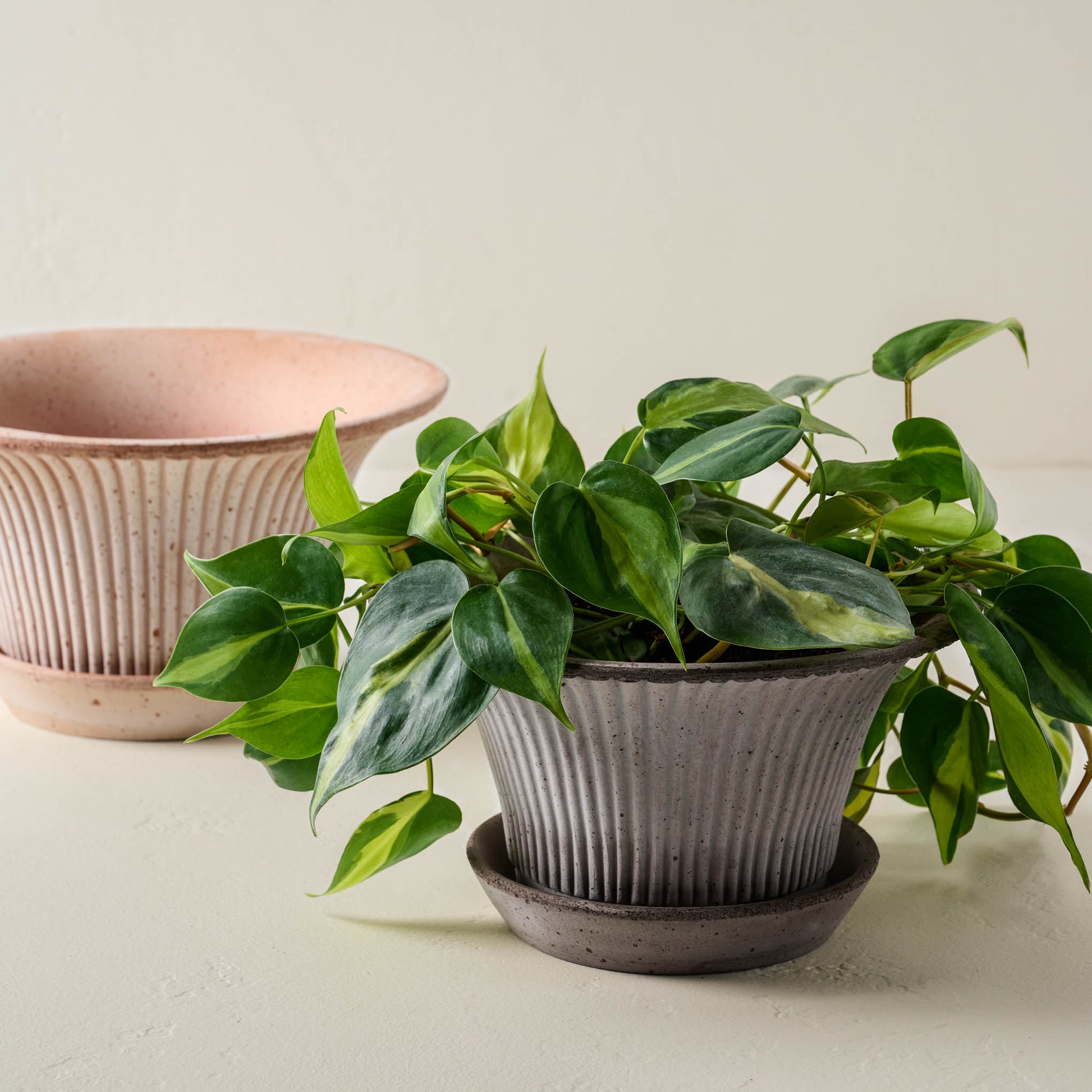 Fanny Bergs Pot with a plant inside