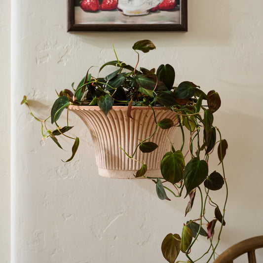 Bergs Daisy Wall Pot shown on wall with plant