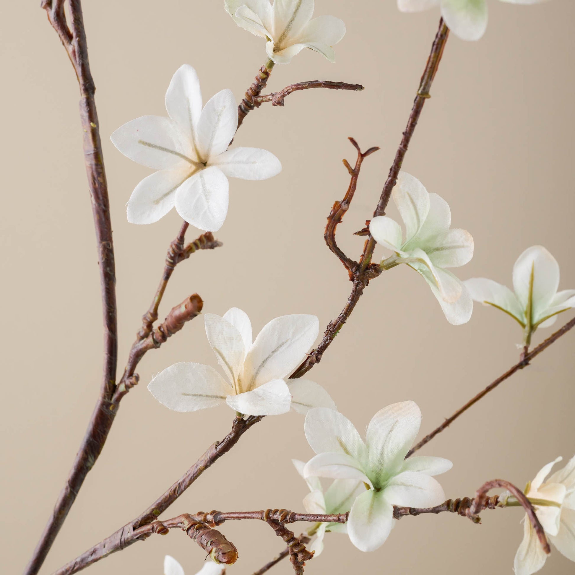 White Magnolia Bloom Spray close up