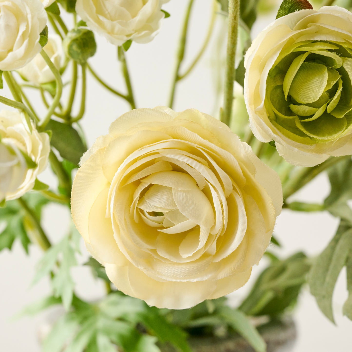 White Ranunculus Bloom Bundle up close