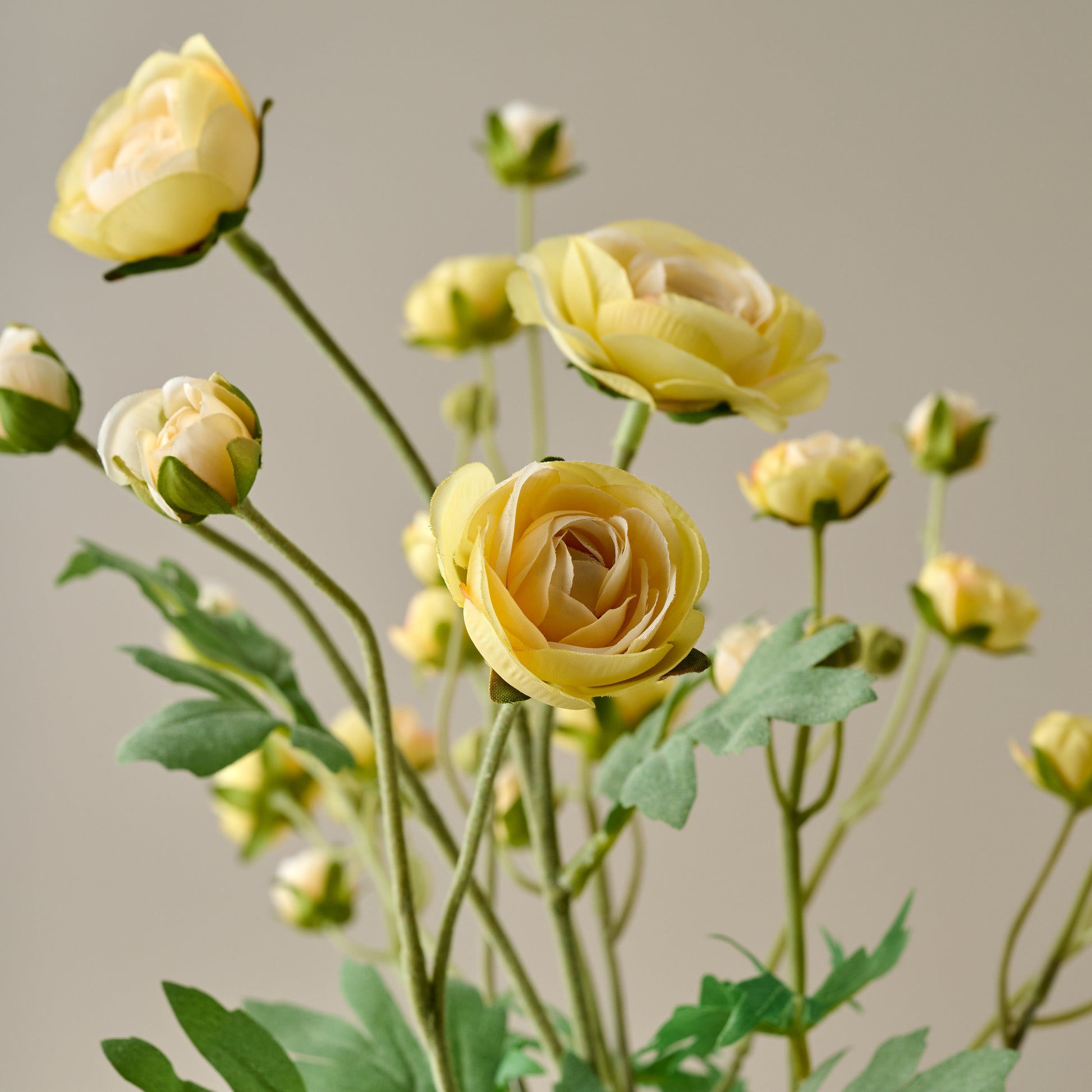  Ranunculus Bloom Bundle (Yellow) close up view