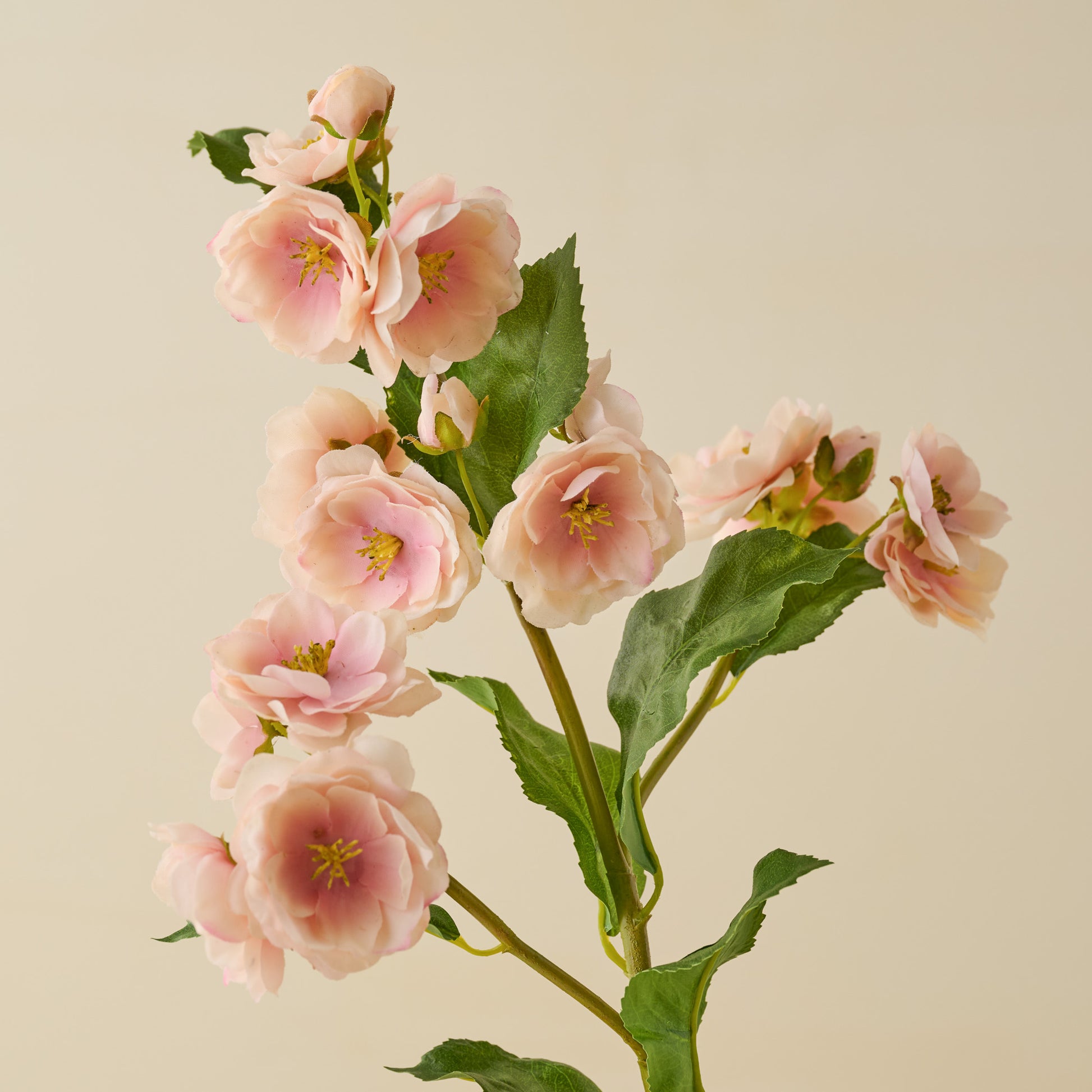Peach Blossom Stem close up view