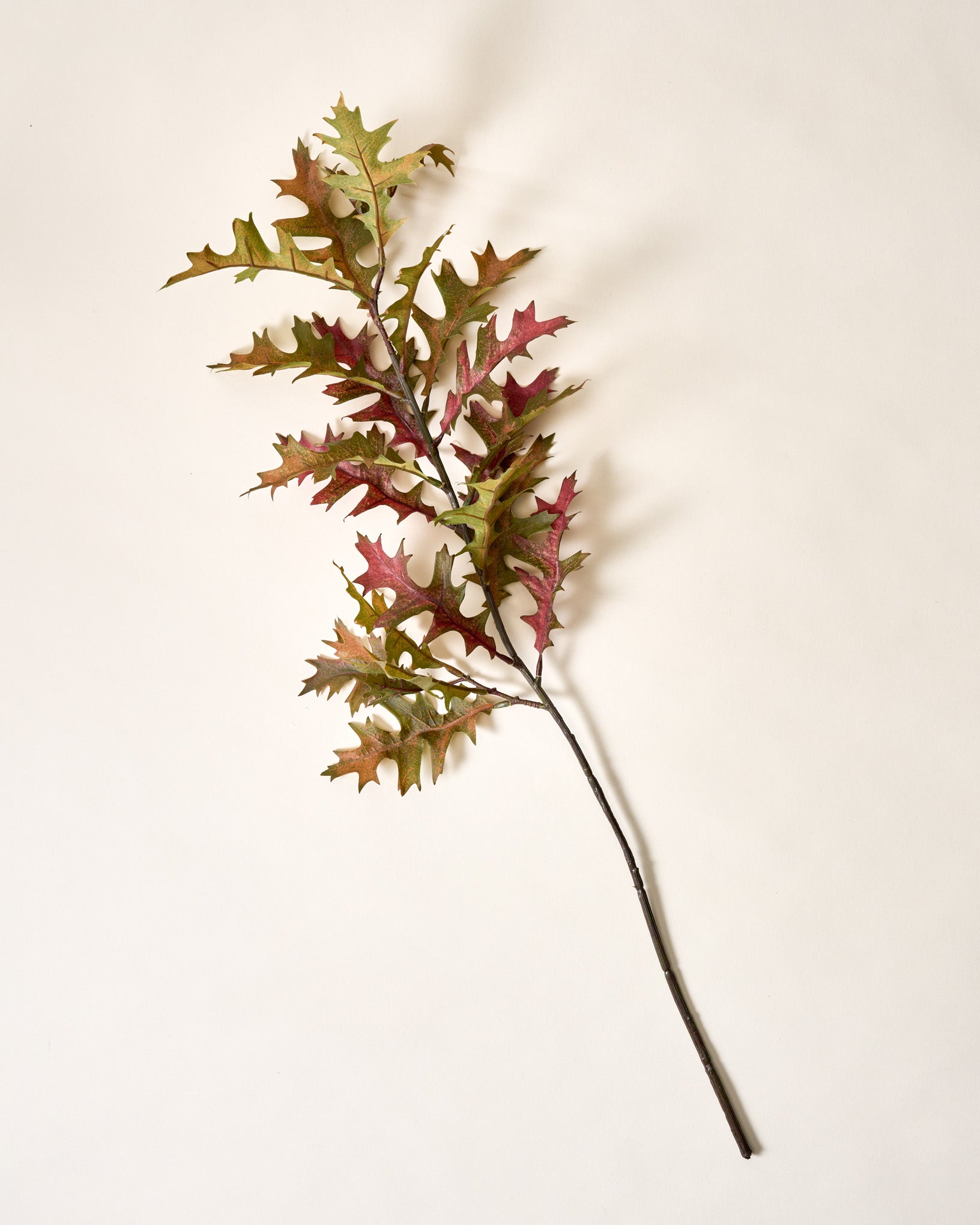Oak Leaf Branch