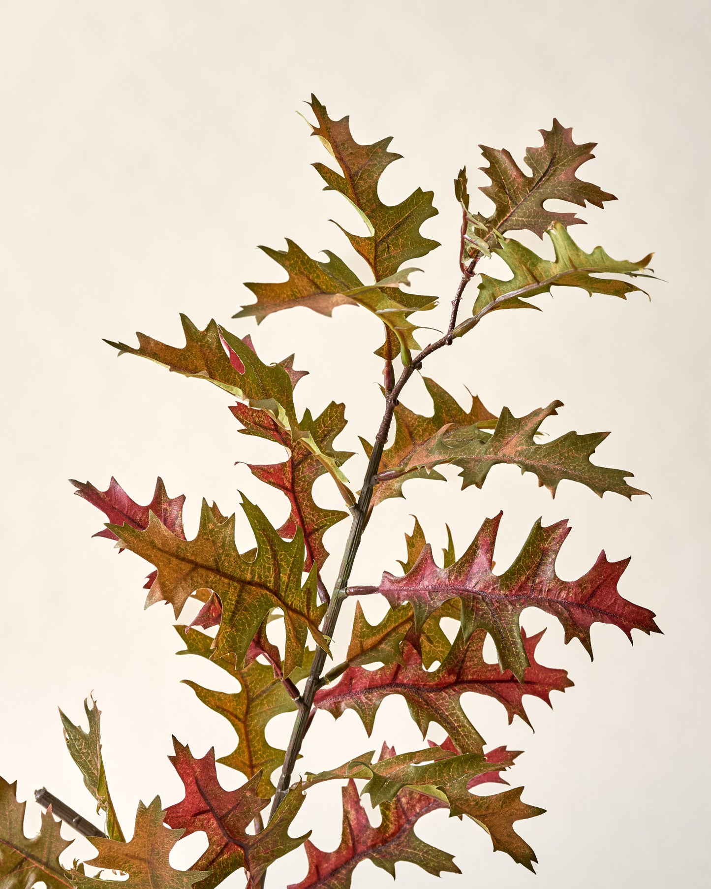 Oak Leaf Branch close up
