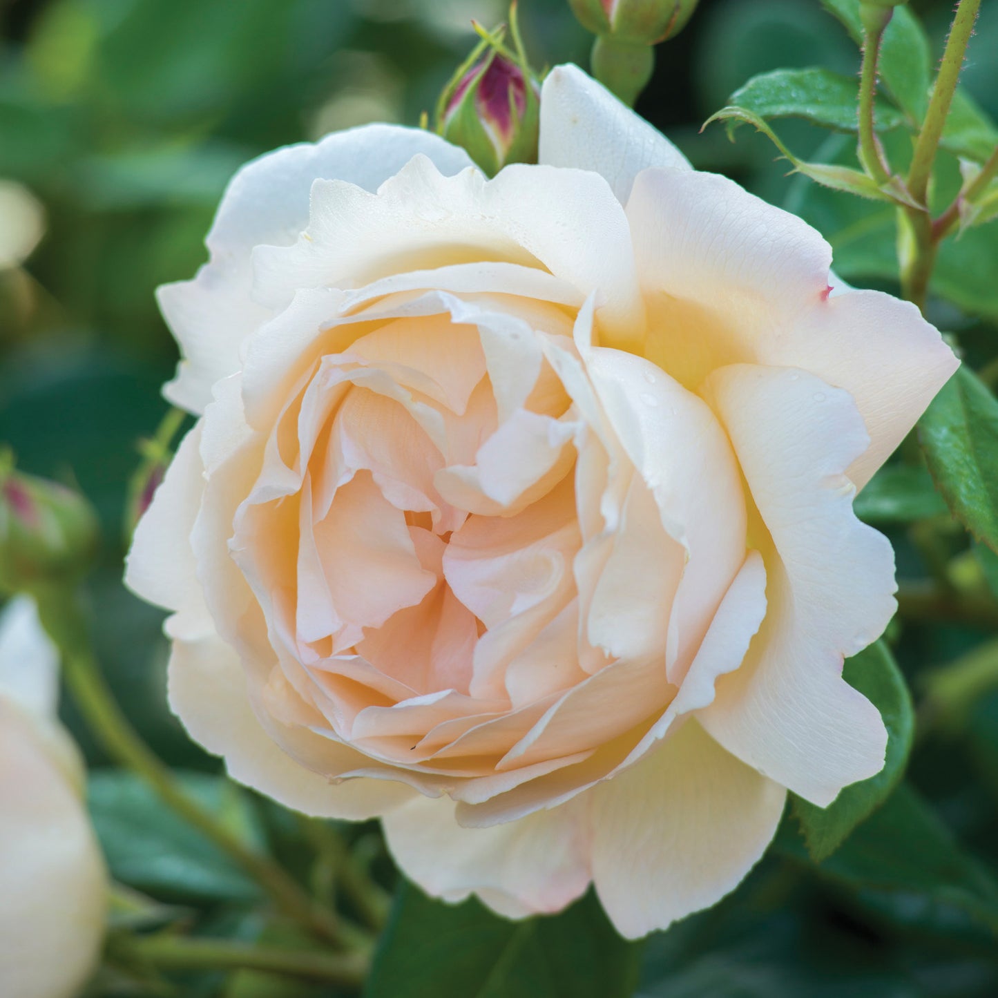Wollerton Old Hall Rose Bush