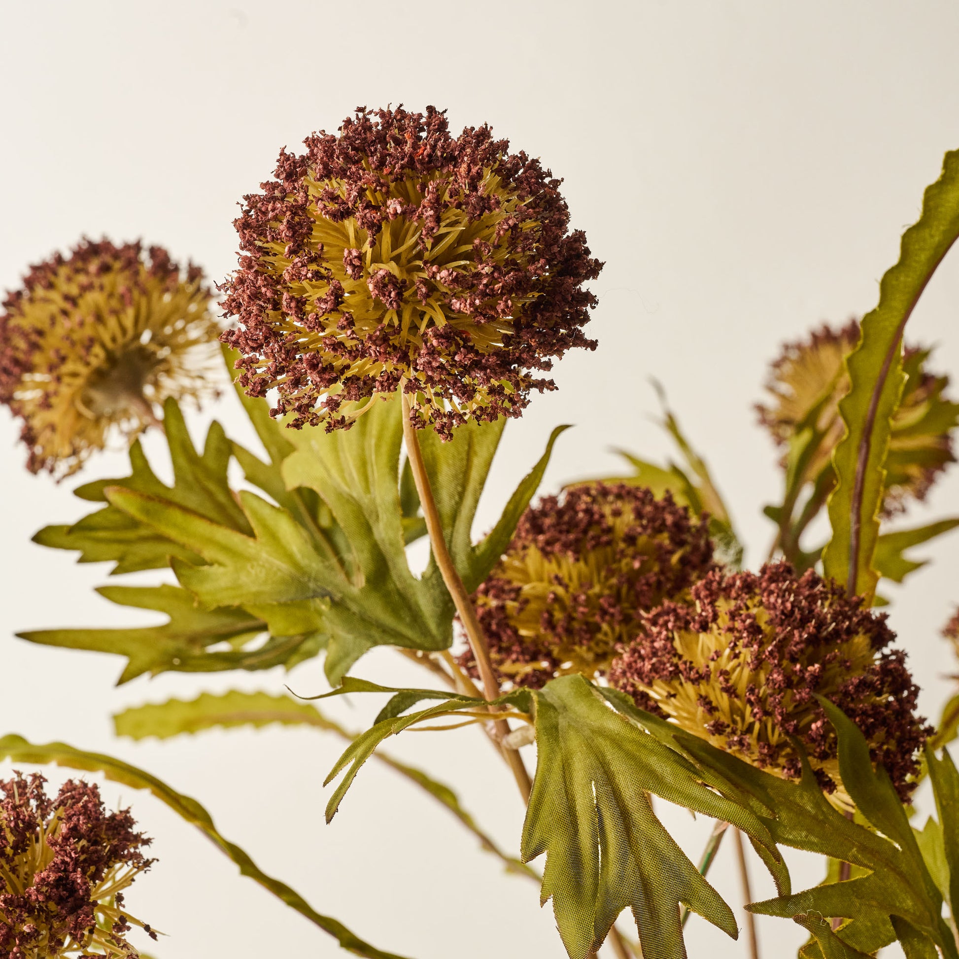 Brown Large Thistle Bush up close