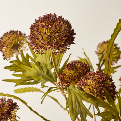 Brown Large Thistle Bush up close