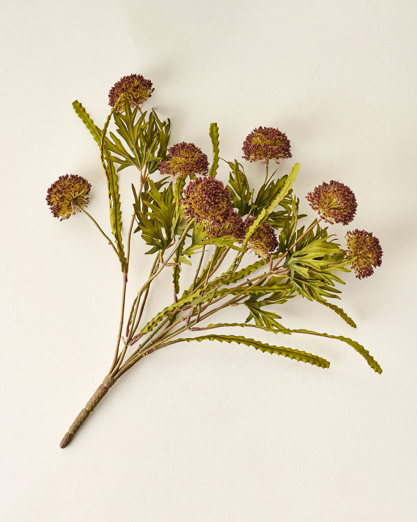 Brown Large Thistle Bush