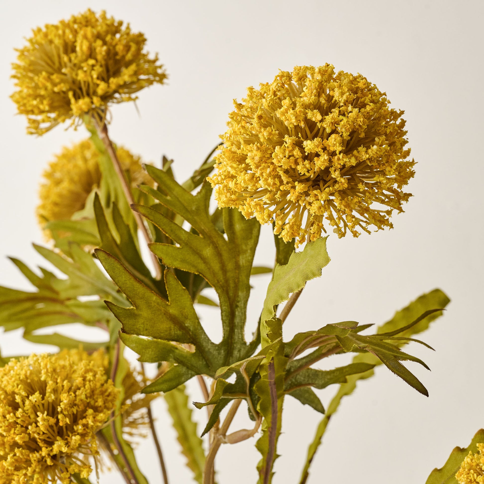Yellow Large Thistle Bush up close