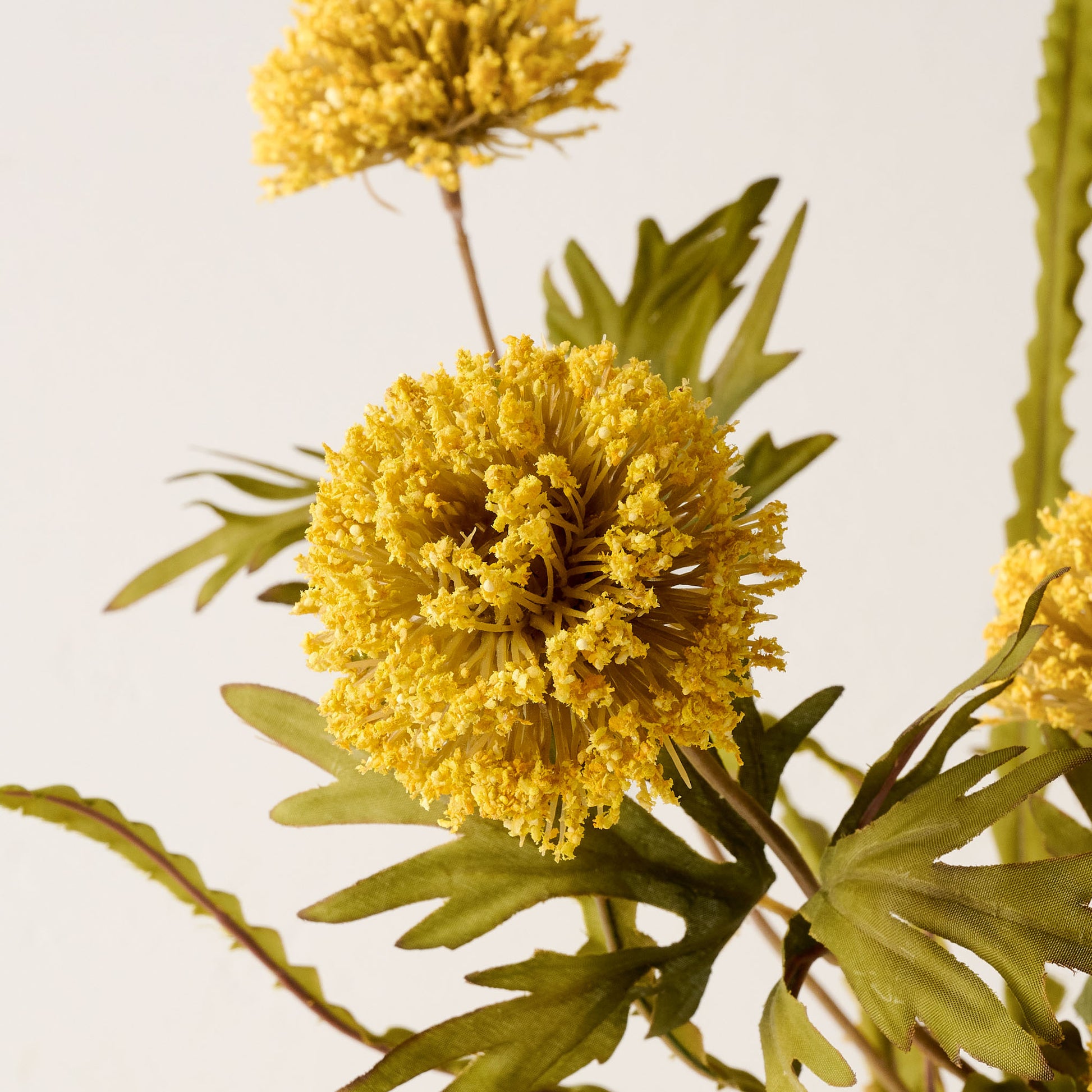 Yellow Large Thistle Bush up close