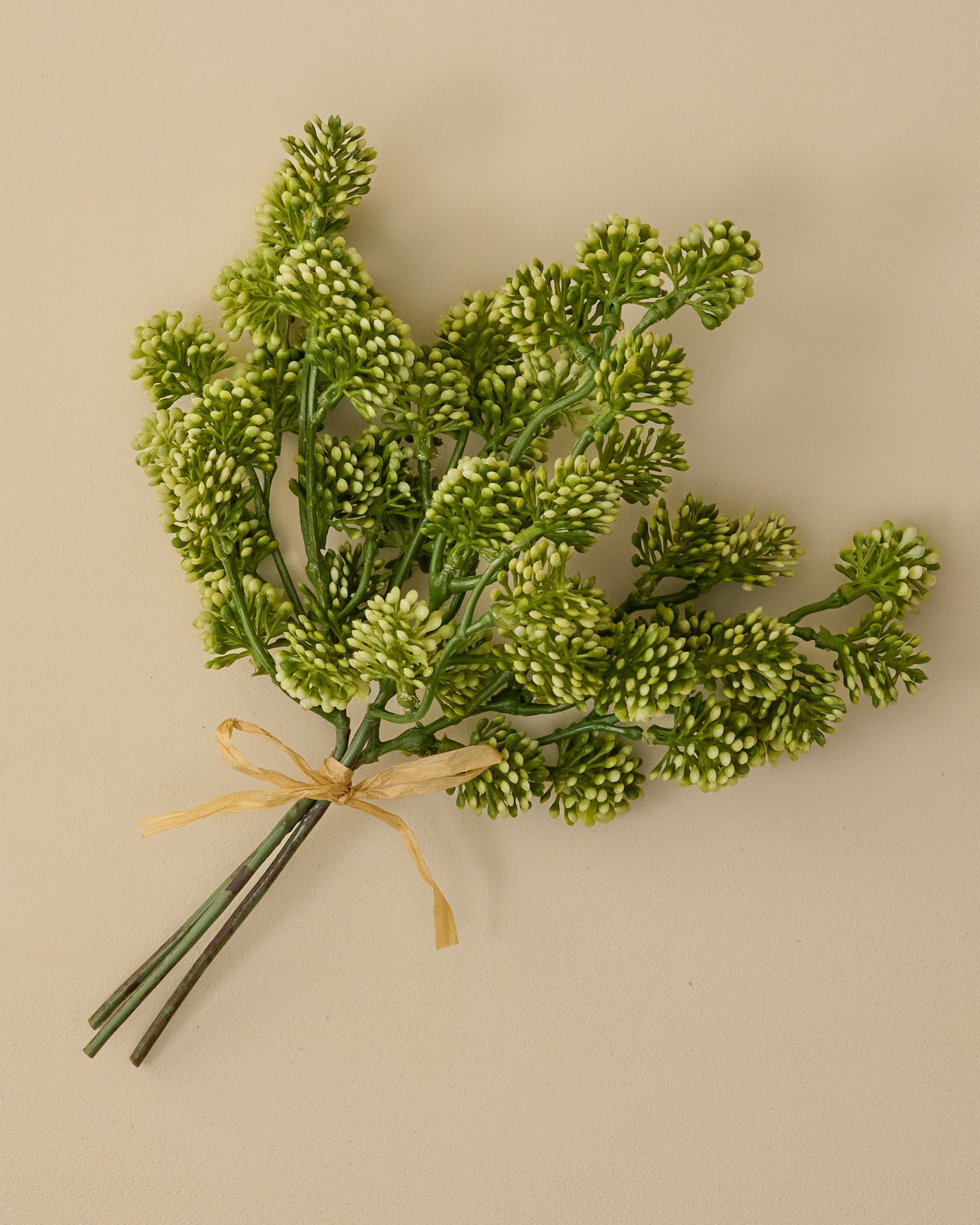 Sedum Bundle
