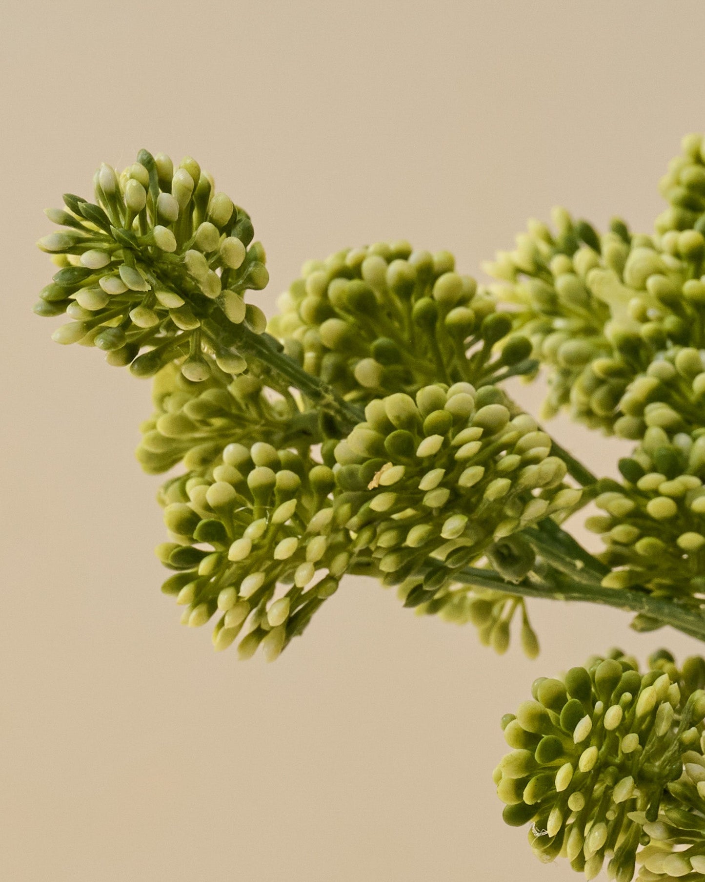 Sedum Bundle up close