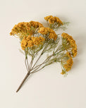 Yellow Queen Anne Lace Bush