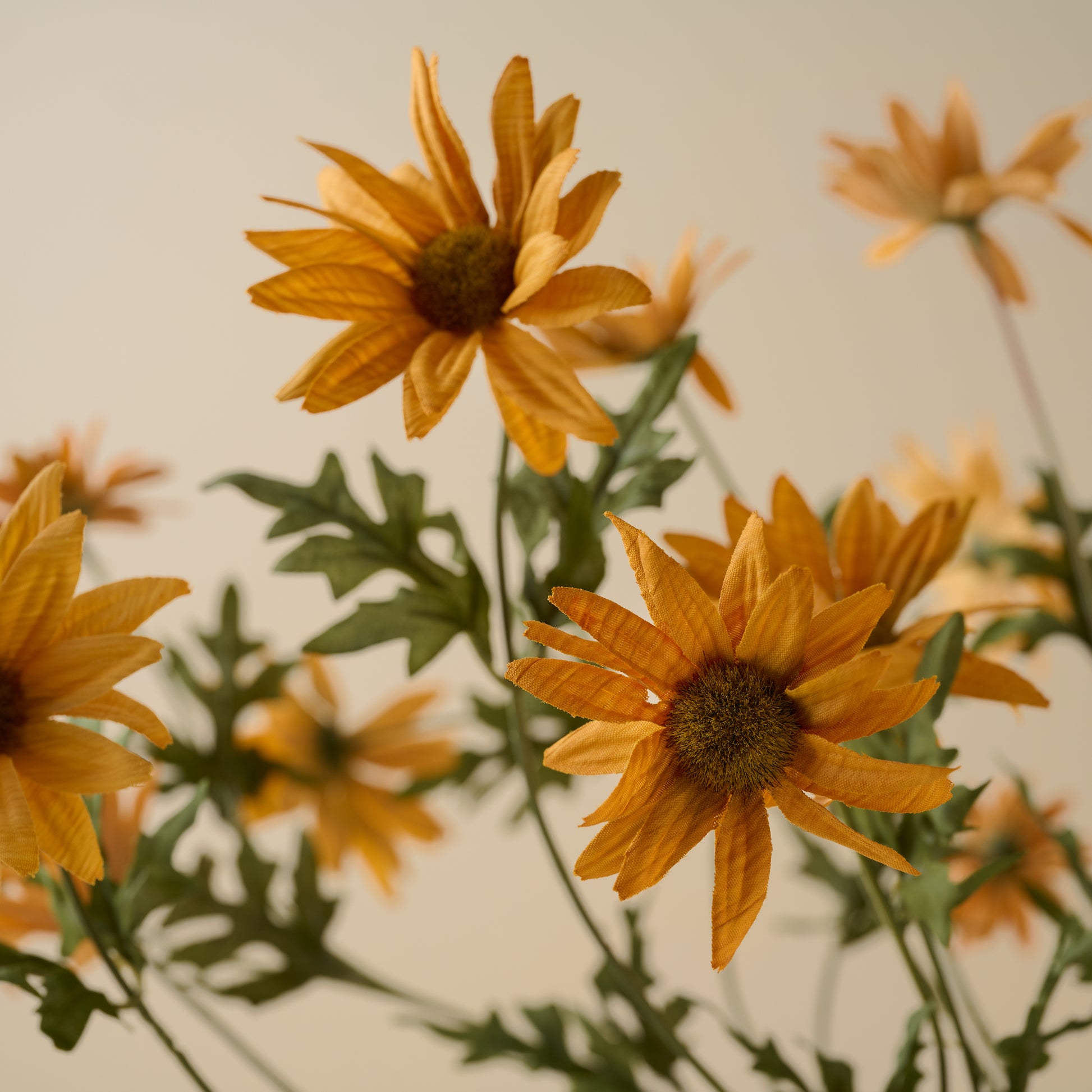 Wild Daisy Bouquet up close