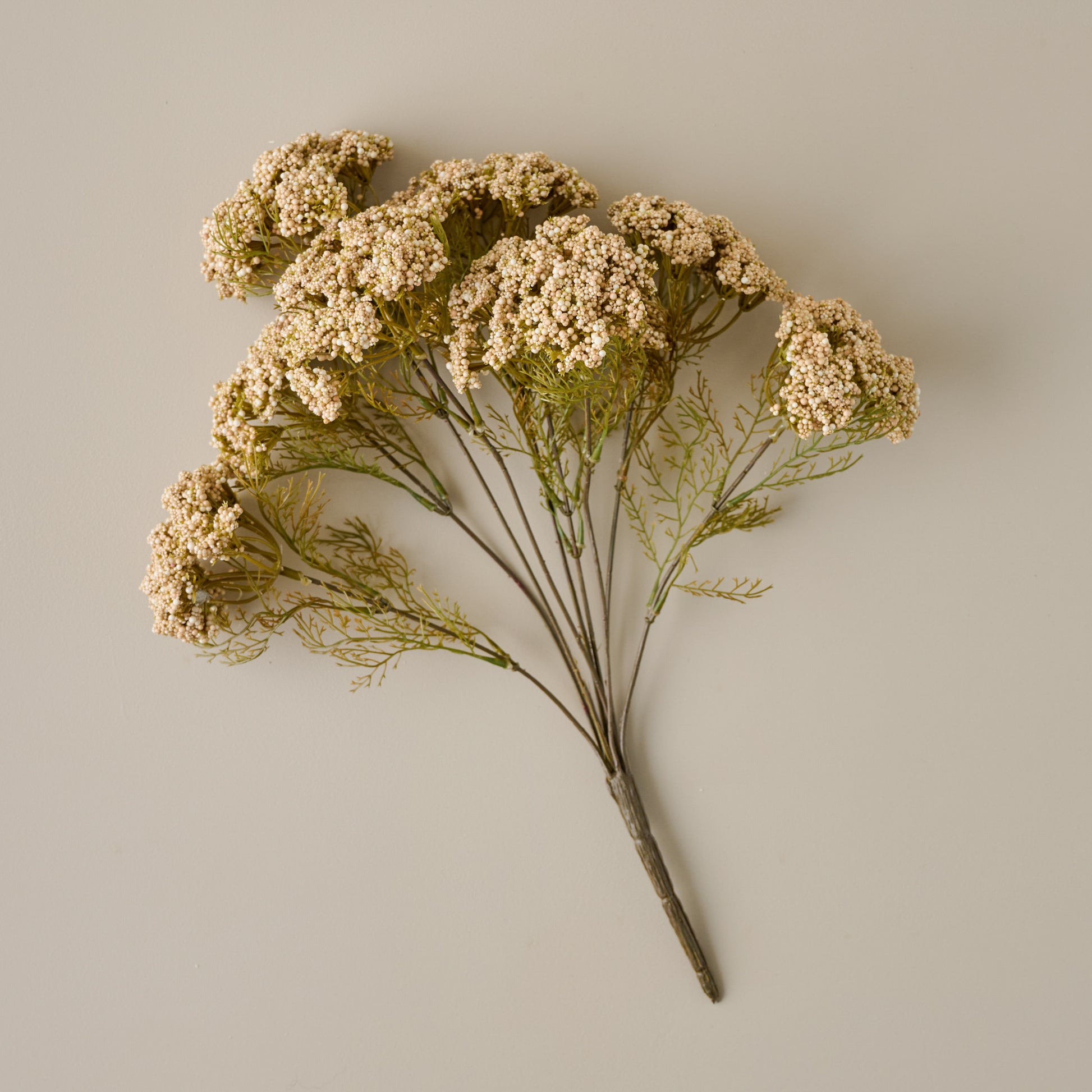 Cream Yarrow Bush